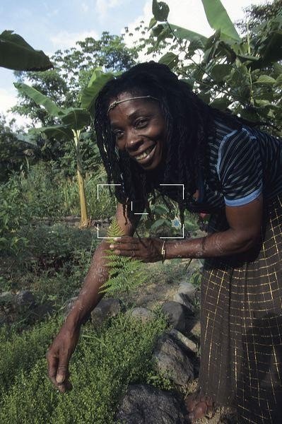 Natural Detoxing: Ancestral Caribbean Wisdom Meets Modern Wellness Traditional Caribbean herbs and bush tea